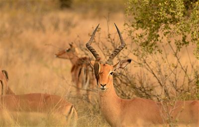 Impala im Krüger Nationalpark